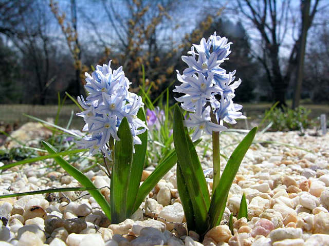 Puschkinia scilloides